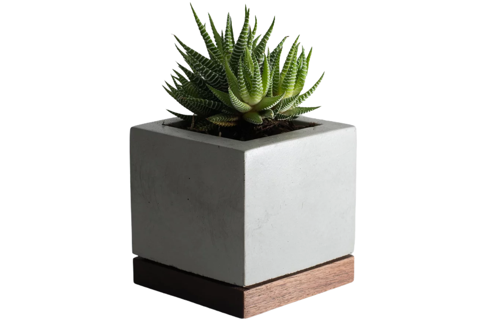 SUCCULENT PLANTER - L.E. & Chalk