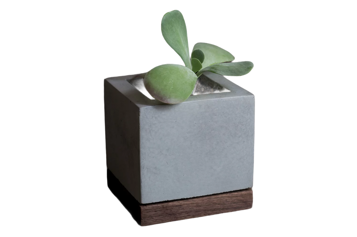 SUCCULENT PLANTER - L.E. & Chalk